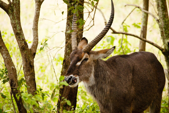 male common waterbuck stands very close to camera