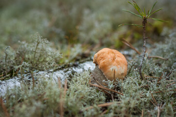 Edible mushroom brown cap boletus (Leccinum scabrum). Small depth of field
