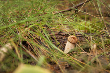 Edible mushroom brown cap boletus (Leccinum scabrum). Small depth of field