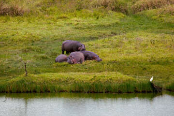 Little heard hippos lies on shore of reservoir Africa