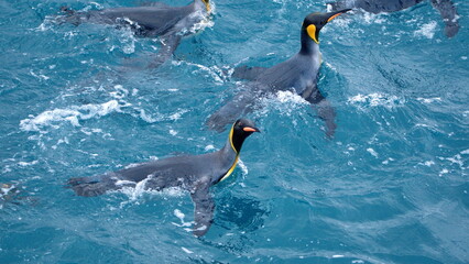 Raft of king penguins (Aptenodytes patagonicus) swimming off the coast of Antarctica