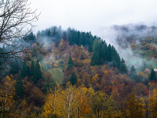 Misty fall Carpathian Mountains fog landscape. Village in Transcarpathia region Foggy spruce pine red yellow trees forest scenic view Ukraine, Europe. Autumn countryside Eco Local tourism Recreational