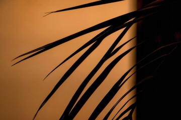 Abstract background silhouettes of palm leaves with shadows at sunshine. Tropical palm branches and...