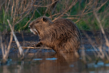Coipo, Myocastor coypus, La Pampa Province, Patagonia, Argentina.