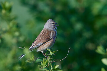 Bluth&auml;nfling (Linaria cannabina) M&auml;nnchen	