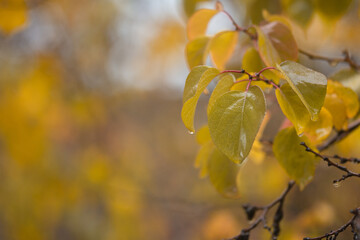 Obraz premium raindrops on yellow and green leaves, tree branches