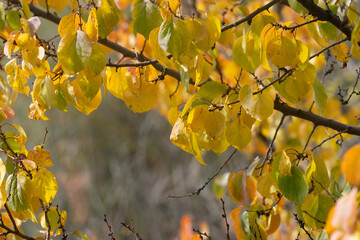 Yellow leaves, tree brabches, beauty in nature.