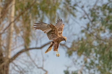 Western Marsh Harrier (Circus aeruginosus) searching for prey in the air.