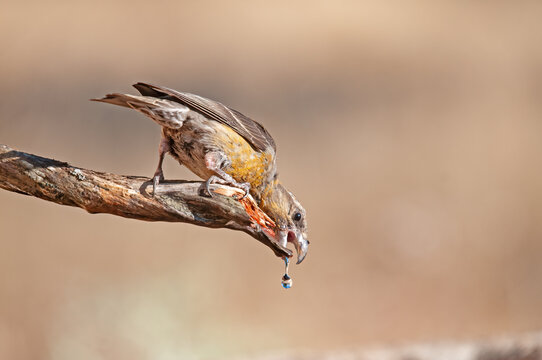 Red Crossbill (Loxia curvirostra) drinking from a fountain.