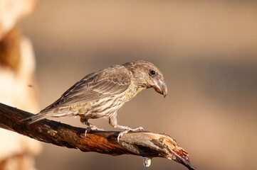 Red Crossbill (Loxia curvirostra) drinking from a fountain.