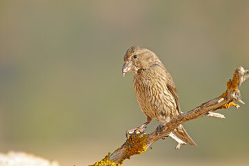 Red Crossbill (Loxia curvirostra) standing on a branch. Yellow background.