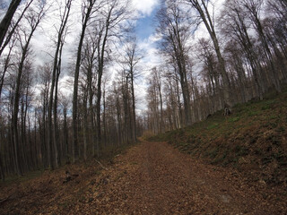 Fototapeta premium Cloudy day in forest. Forest road next to tall trees without leaves. Beautiful autumn panorama.