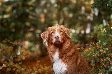 Nova Scotia Duck Tolling Retriever in Autumn. wet Dog amidst vibrant fall foliage, exuding a sense of adventure and woodland journey