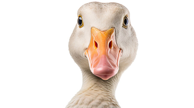 Goose face shot on transparent background