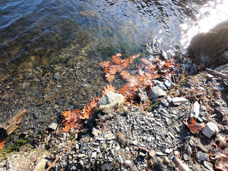 Autmn on the lake. Leaves in the wather. Sunny fall concept.