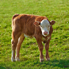 One hereford cow standing alone on farm pasture. One hairy animal isolated against green grass on remote farmland and agriculture estate. Raising free range cattle, grass fed diary farming industry