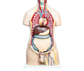 Human body model anatomy for medical training course, teaching medicine education.