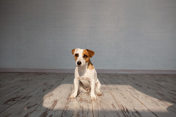 Dog sitting on white wooden floor at home