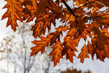 colored oak tree foliage in the autumn season