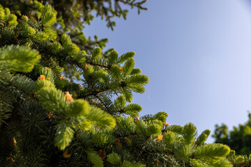 green needles of the spruce tree in the spring season
