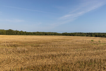 wheat field after the harvest of grain