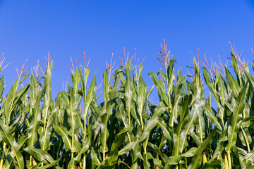 green corn field in summer, fields with corn