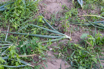onion harvest during drying in the garden