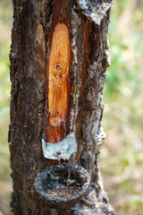 A close up of a pine tree trunk with resin coming out of it in Tulungagung, East Java, Indonesia.