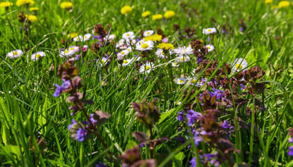 Fototapeta premium beautiful spring daisies in the green grass