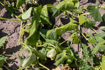 green cucumbers growing in the field in sunny weather