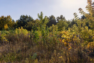 Autumn forest with trees during leaf fall