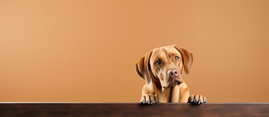 Adorable dog photo taken in a studio on a blank background