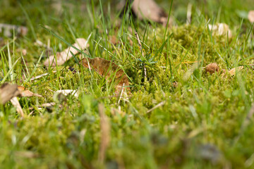 green grass in the spring season in the park
