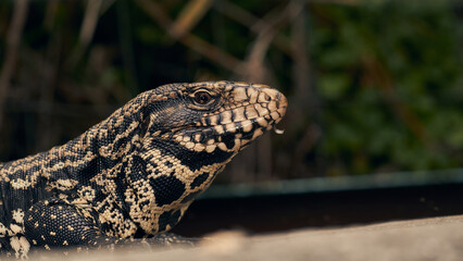 Details of the head of a Salvator merianae