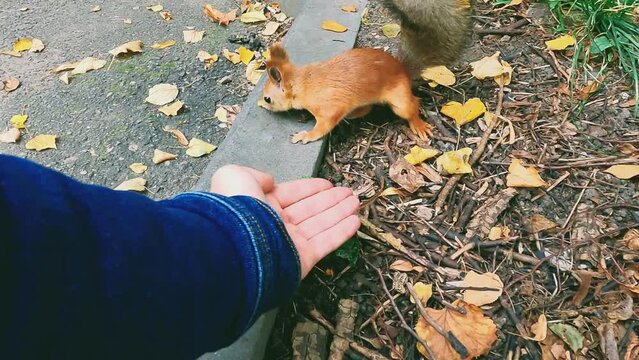 squirrel in the hands