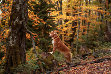Nova Scotia Duck Tolling Retriever in Autumn Woods. Dog stands alert near a mossy tree surrounded...