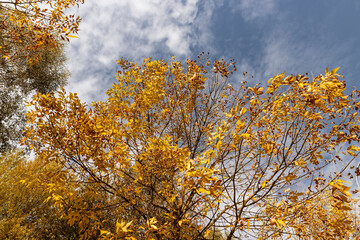 yellowing foliage on ash trees in autumn weather