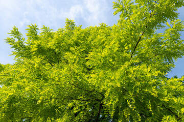 beautiful foliage of the acacia tree is white with green foliage