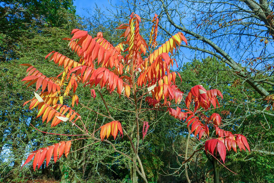Rhus typhina, the staghorn sumac, a species of flowering plant in the family Anacardiaceae, native to eastern North America