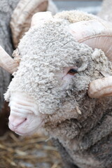 Gros plan sur un bélier d'élevage avec ses cornes qui tournent et dont la laine est pleine de...
