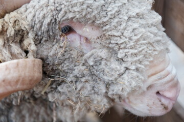 Obraz premium Gros plan sur un bélier d'élevage avec ses cornes qui tournent et dont la laine est pleine de paille