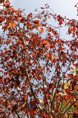the red foliage of the hornbeam in the autumn season