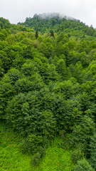 Fototapeta na wymiar Fog settling between two mountains. Green natural forest at the foot of the mountains. Aerial view