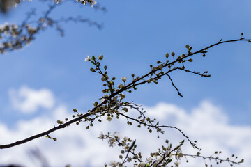 cherry blossoms in the orchard in spring
