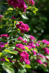red flowers during flowering in spring park