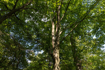 hornbeam trees in the autumn season in sunny weather