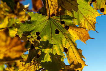 Maple tree during the autumn season