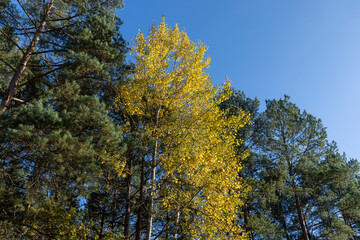 Autumn forest with trees during leaf fall