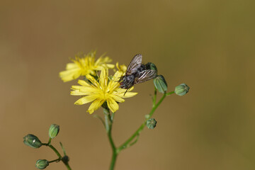 Tachinid fly Triarthria setipennis. Tribe Triarthriini. Family Tachinidae. On flowers of Nipplewort (Lapsana communis). Family Asteraceae or Compositae. Summer, June. Netherlands
