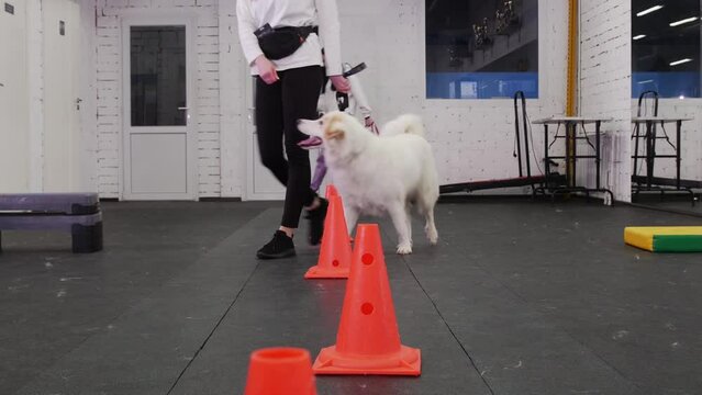 Two dogs walk around cones in training
